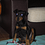 dobermain